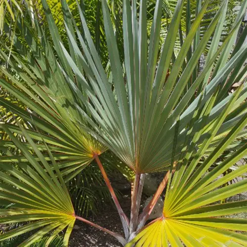 Red latan palm