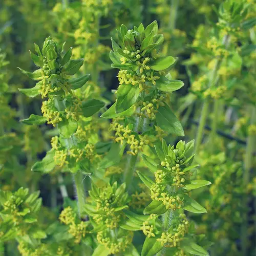 Smooth bedstraw