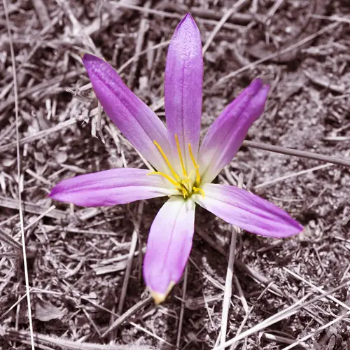 False meadow saffron