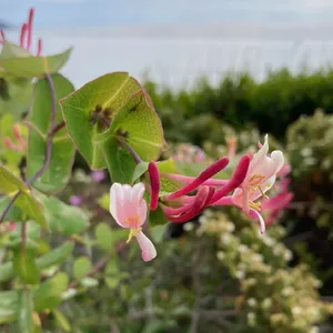 lonicera kamtschatica amur Honeyberry Bush Set ‘Aurora’ For Sale – Logee's Plants main image 1