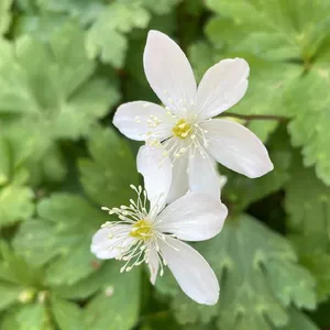 367135741503504384.jpeg?x-oss-