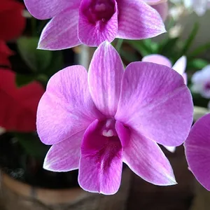 What is the Optimal Temperature for Cooktown orchid? (Range, Effects ...