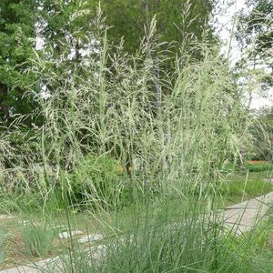 Chee grass (Stipa splendens) - PictureThis