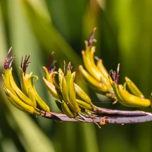 Mountain flax - Phormium colensoi (Care, Characteristics 