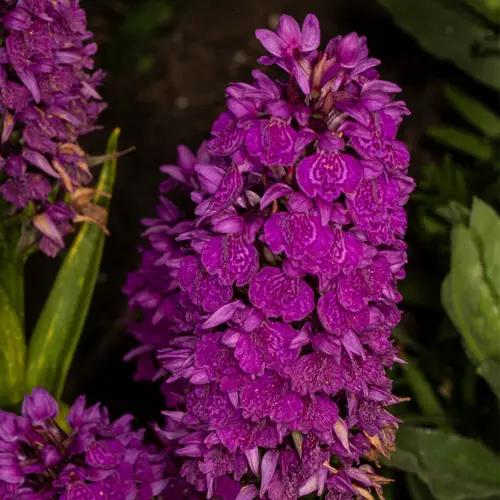 Veelbladige orchis