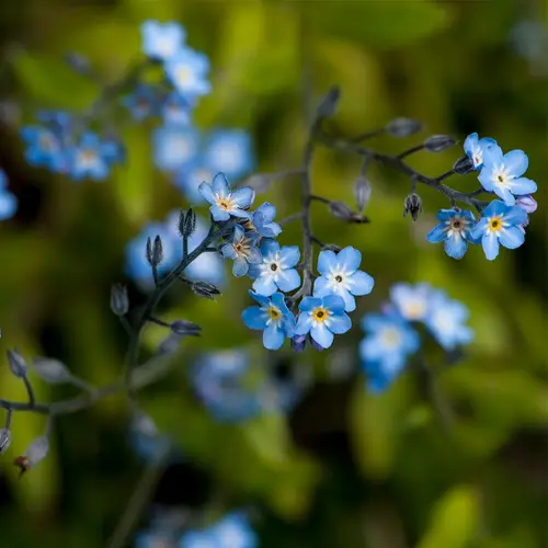 Lapland forget-me-not