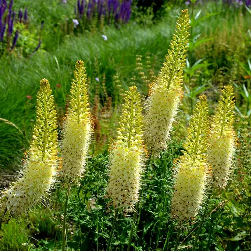Yelloy foxtail lily