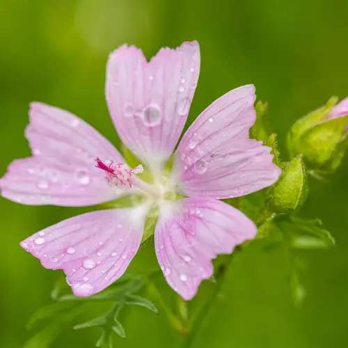 Greater musk mallow