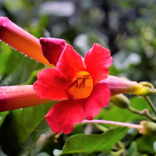 Mexican blood-flower vine