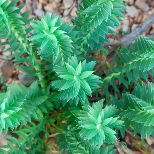 Euphorbia pithyusa