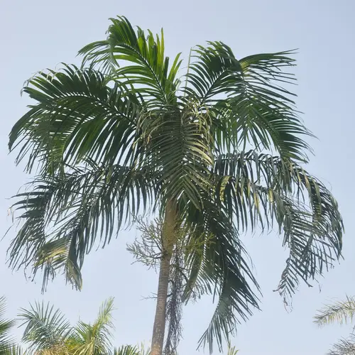 Carpentaria palm