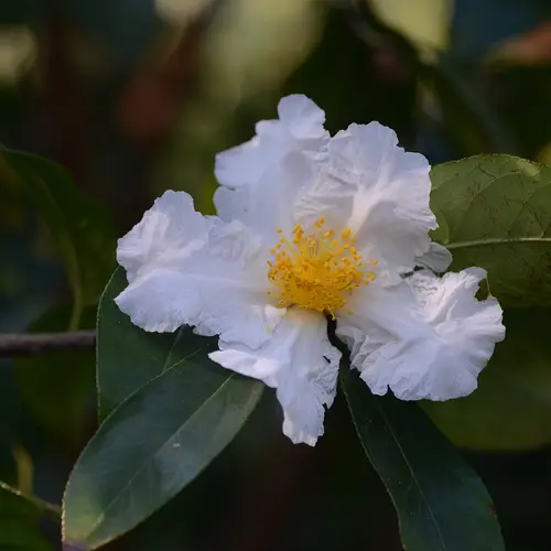 Camellia crapnelliana