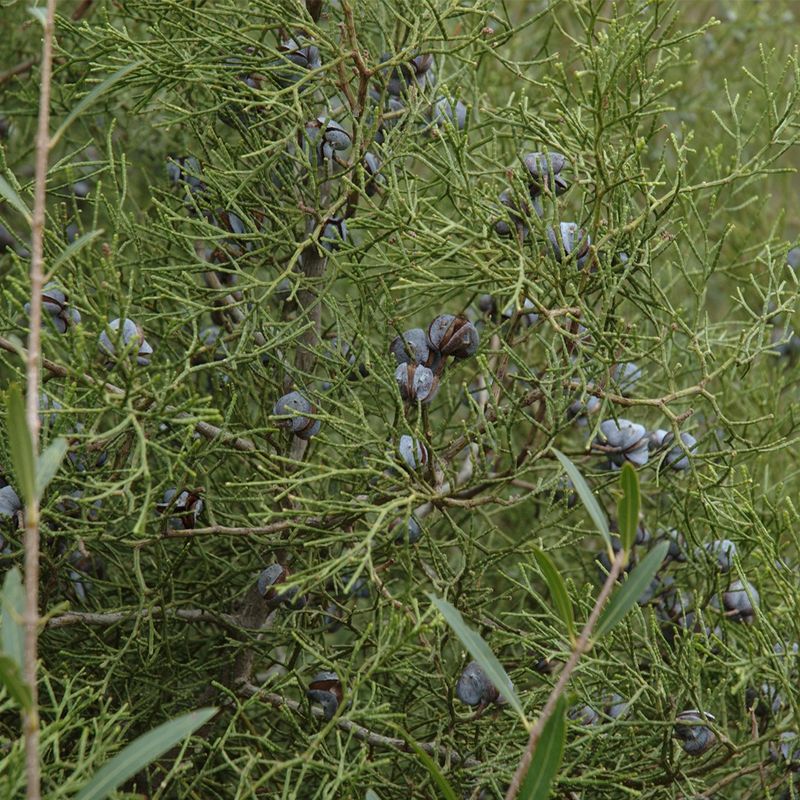Arkat Tree Discover the Amazing Benefits of Arar tree: A Hidden Gem in Nature