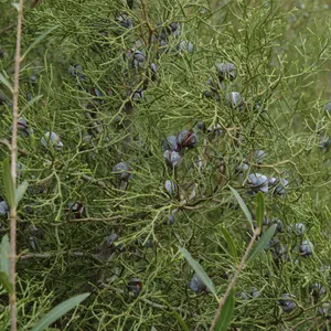 How to Transplant Arar tree? (Ideal time, Methods, and Post Care)