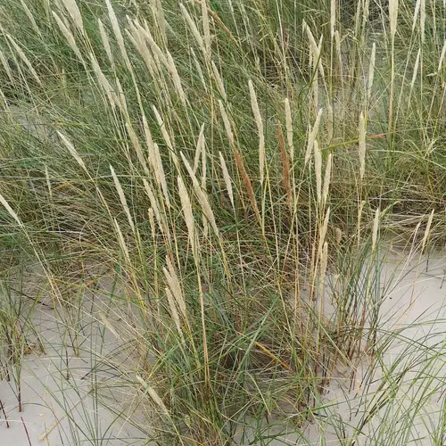 Песколюбка песчаная
