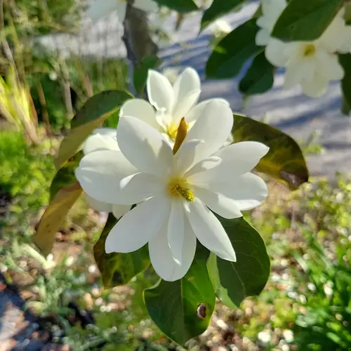 Temple magnolia