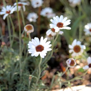 Gum Rhodanthe How to Grow and Care for Rhodanthemum