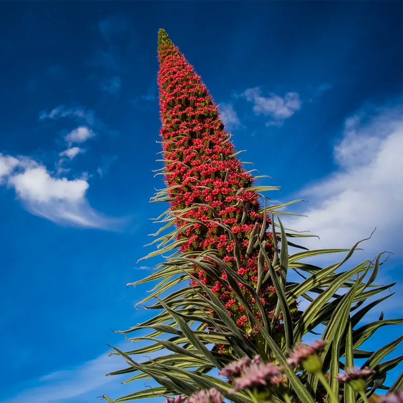 エキウム・ウィルドプレッティの花言葉とその歴史的・文化的意義に迫る