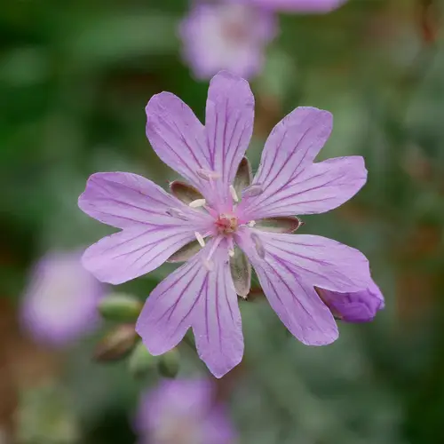 Tuberous-rooted cranesbill