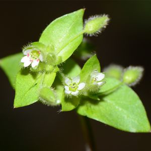 疏花繁縷 (Stellaria neglecta) - PictureThis