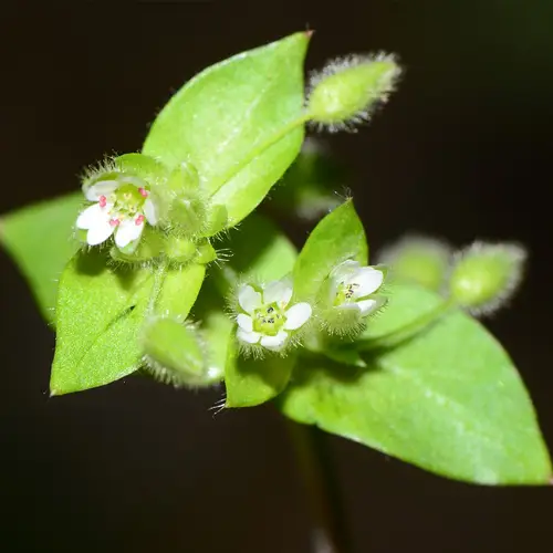 Greater chickweed