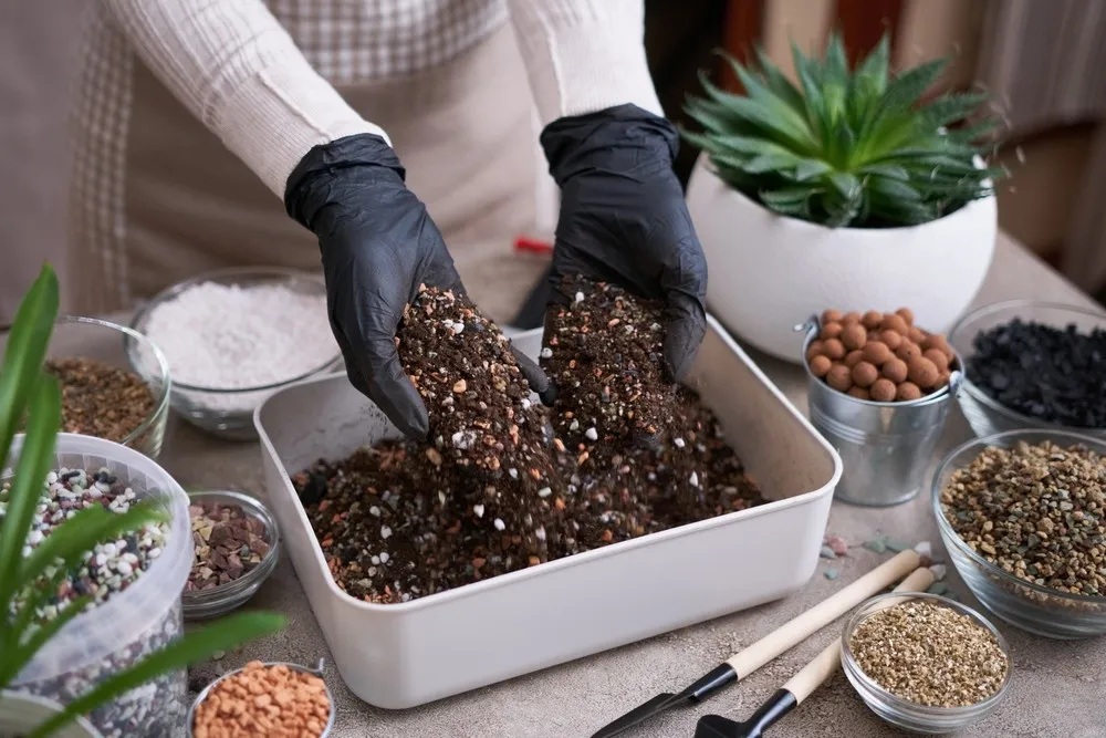 Succulent Soil Mix Mastery
