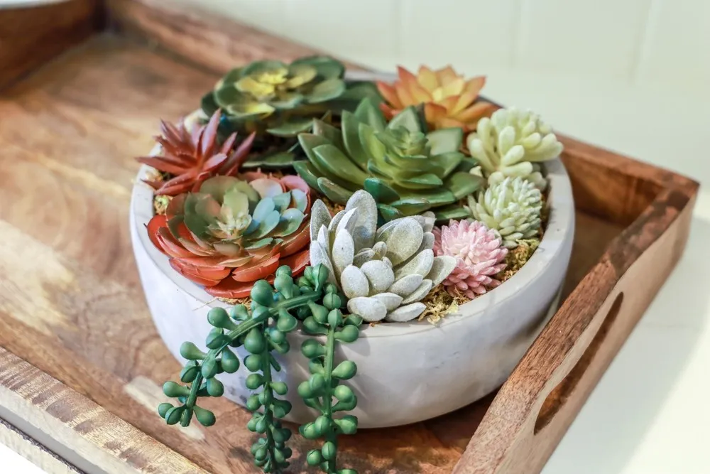 Real Vs Fake Succulents: A Comparative Study