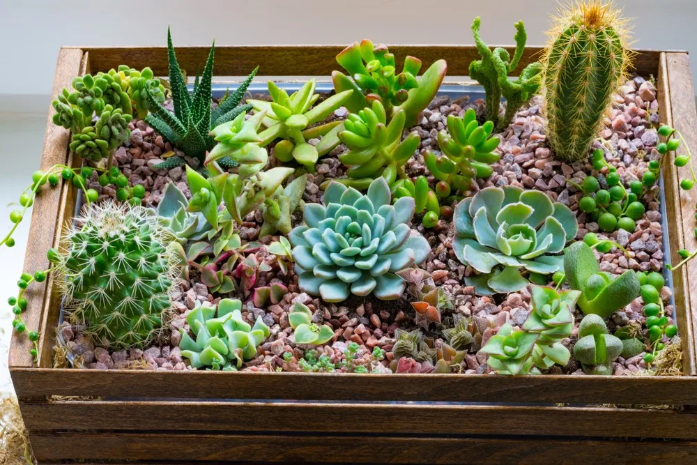 Crafting Your Own Succulent Fairy Garden