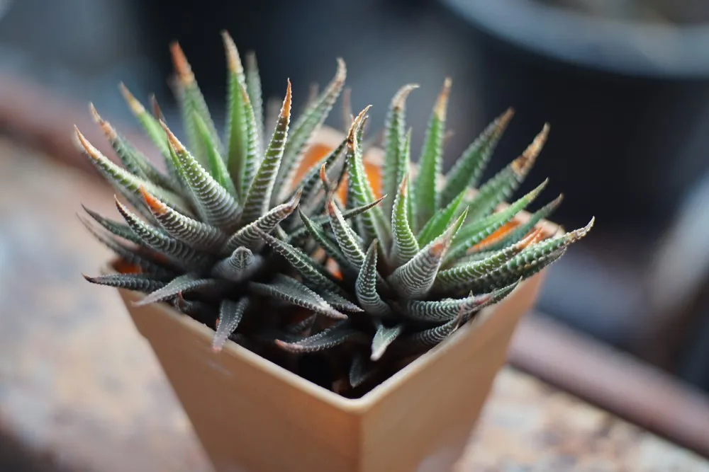 Shady Heroes: Top Succulents for Shade