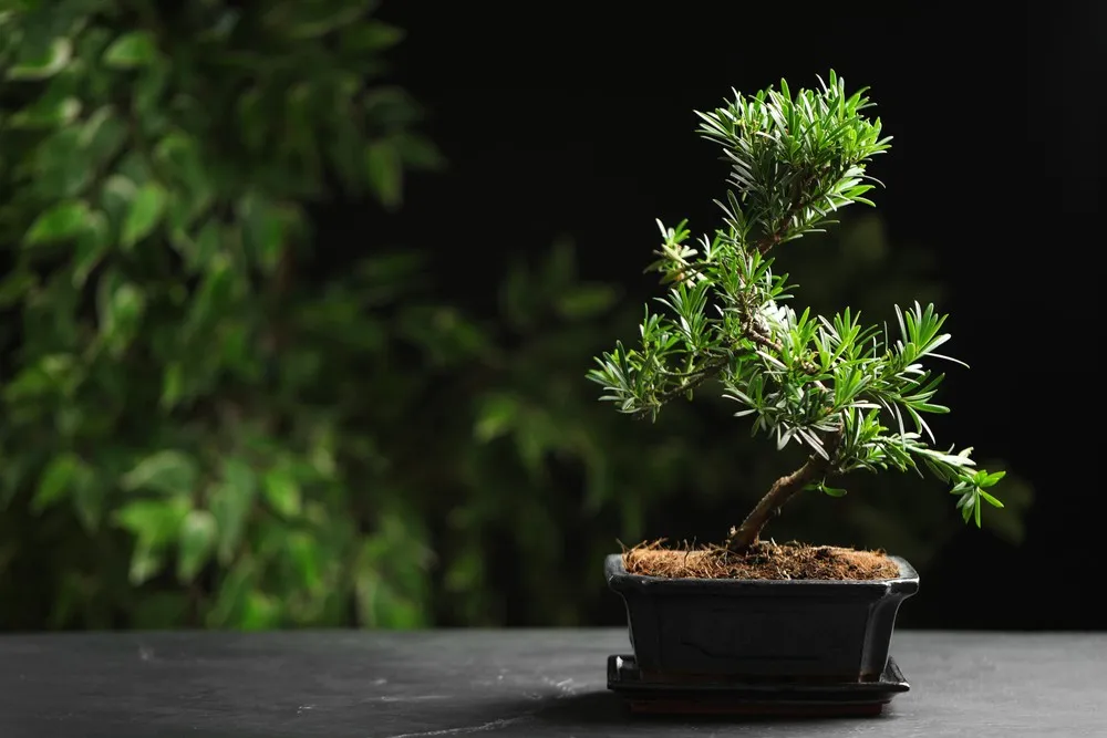 Debunking Bonsai Lore