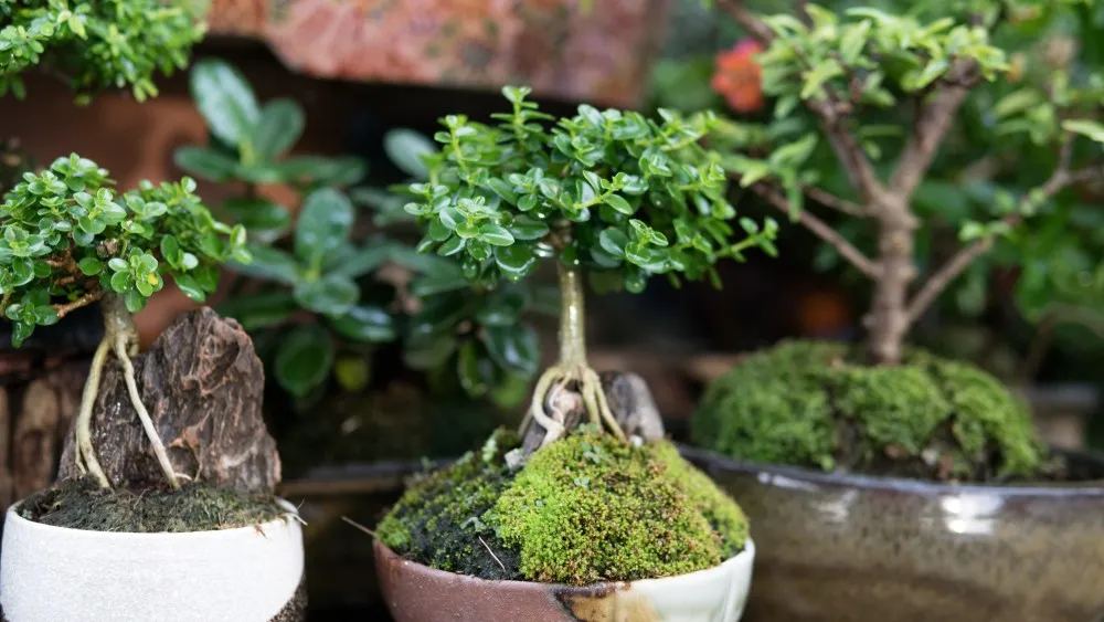corkscrew hazel bonsai Corkscrew Hazel #1 main image 0