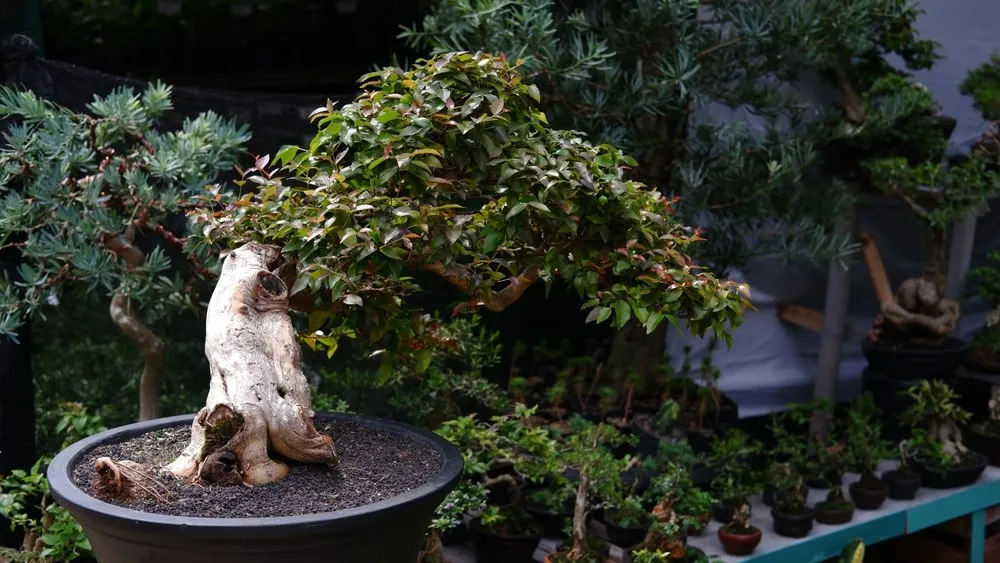 Bonsai in Crafts: Nature meets Art