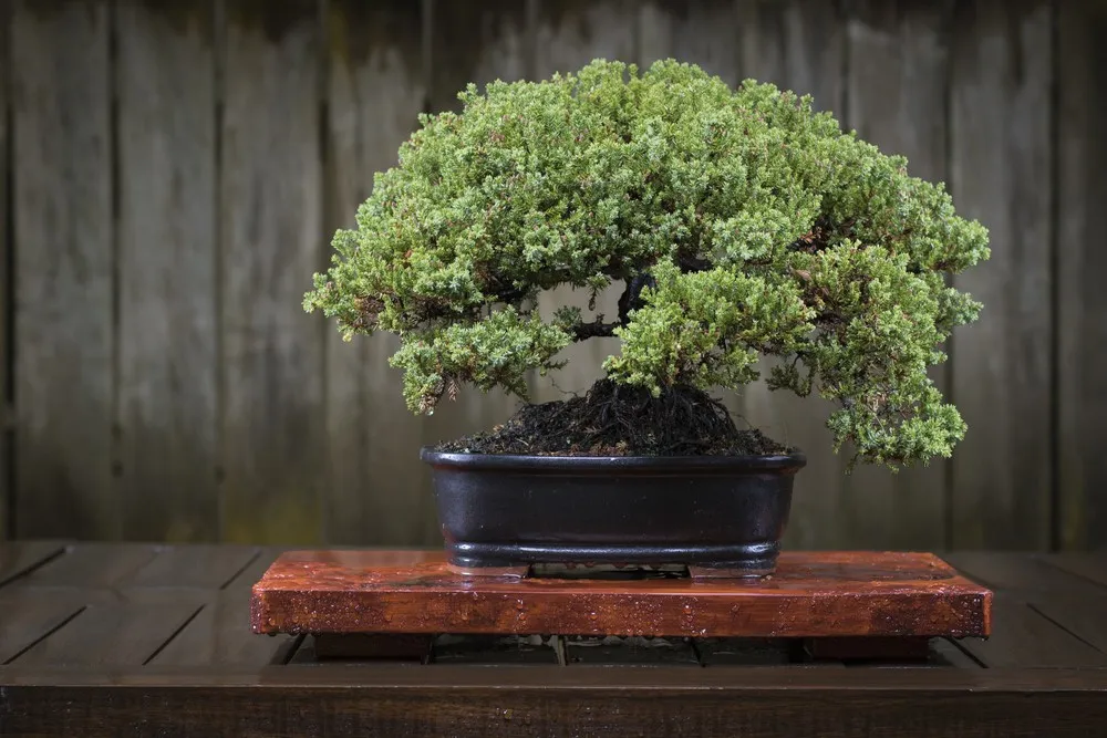palm dracaena Dragon Tree (Dracaena draco)