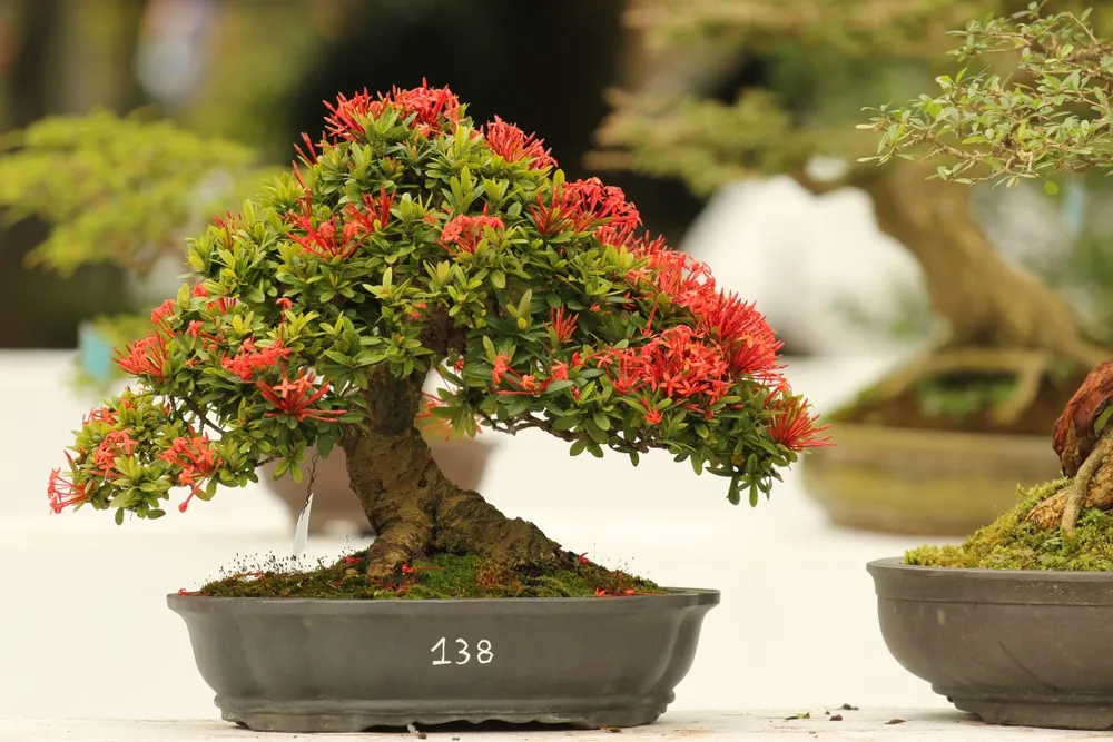 Bonsai Bloom: Unveiling the Cycle