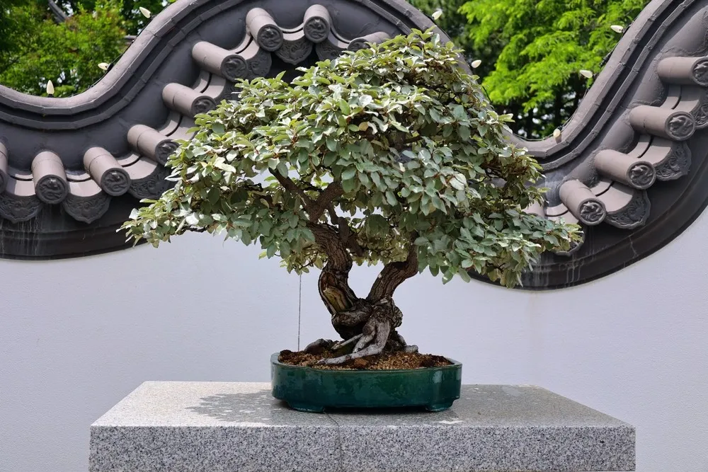 The Roots of Bonsai: A Journey Back in Time