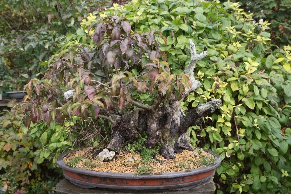 sibirische ulme bonsai Seedeo® Chinesisches Ulme (Ulmus parvifolia) Bonsai 35 Samen main image 0