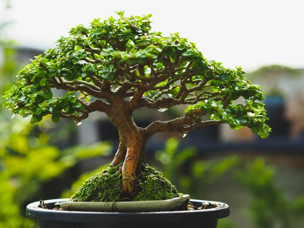 The Roots of Bonsai: A Journey Back in Time