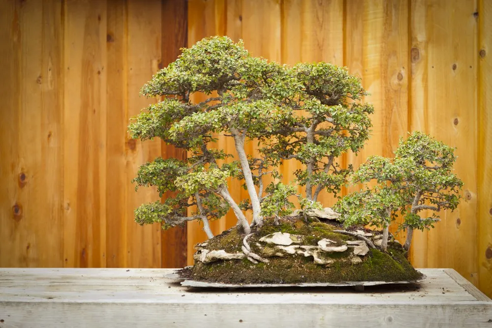 AR: Bonsai's Future