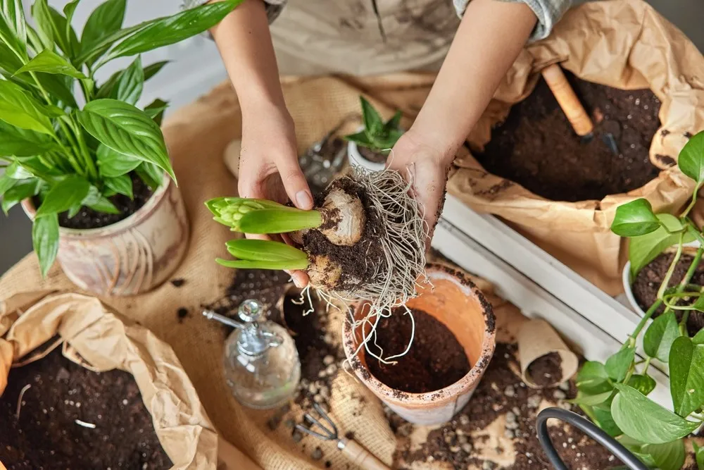 The Art of Bonsai Repotting