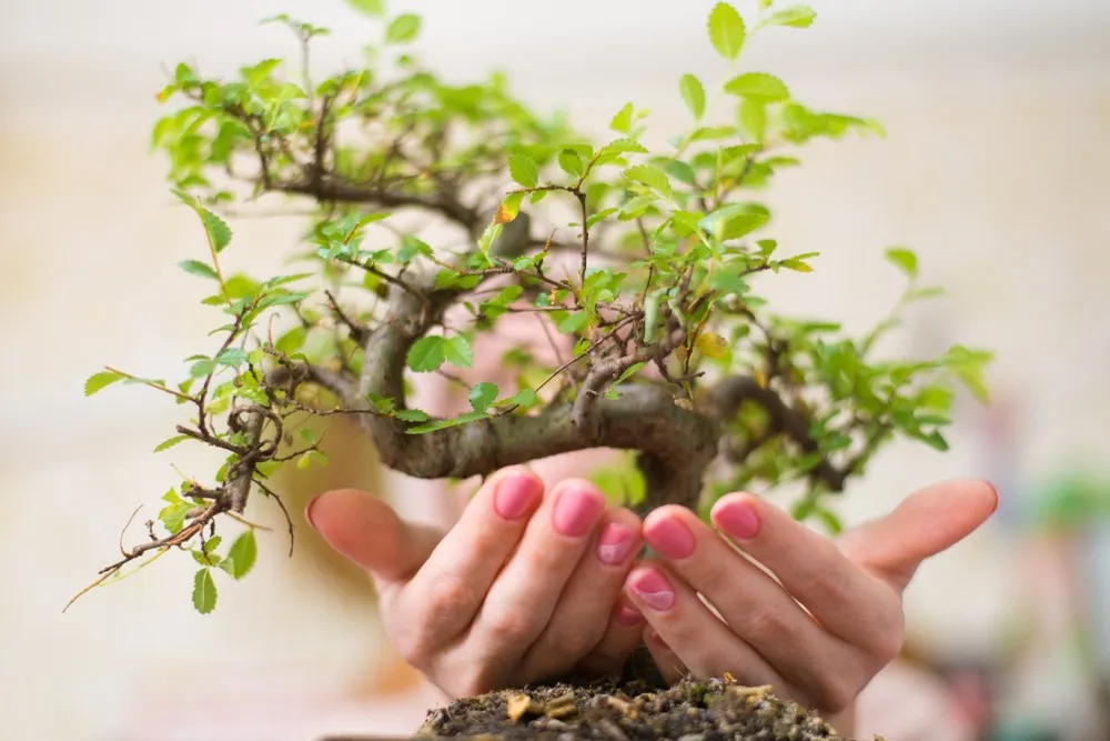 sangokaku bonsai Acer palmatum sangokaku bonsai No.1 – Bonsai Lab main image 1