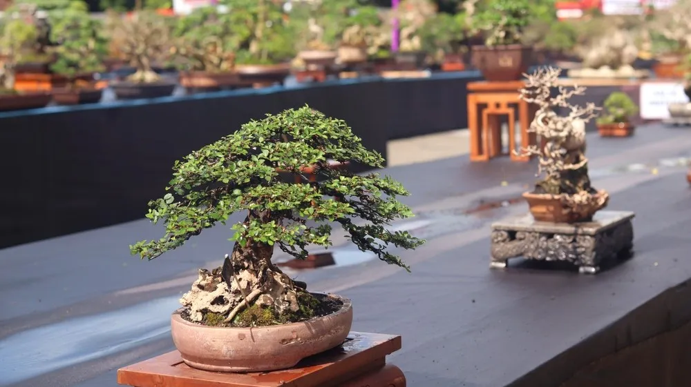 Mastering Bonsai: A Professional's Journey