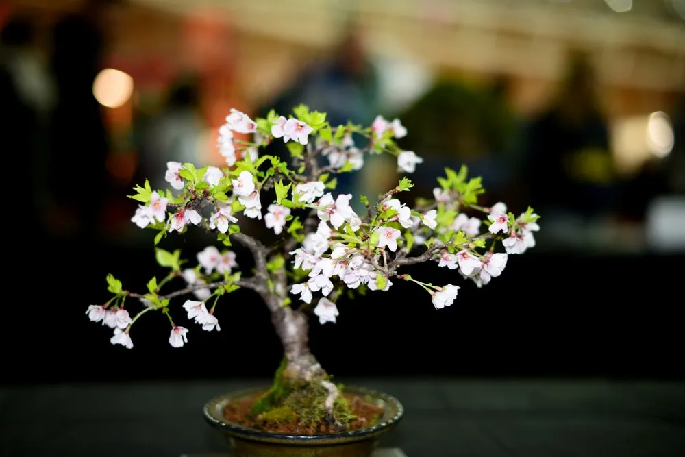 Bonsai Bloom: Unveiling the Cycle