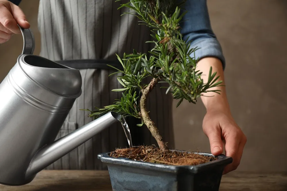 Aqua Bonsai: The Art of Watering