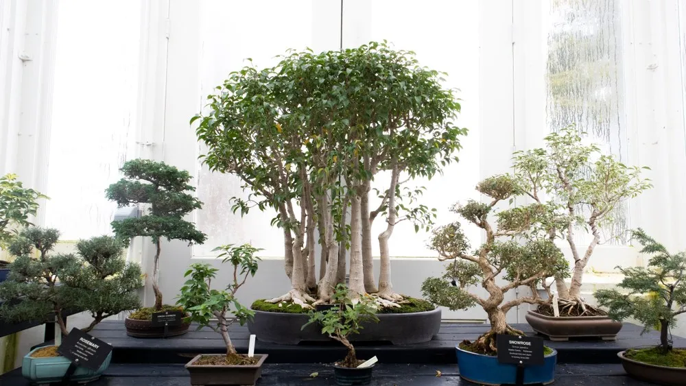 Aero-Bonsai: The Future