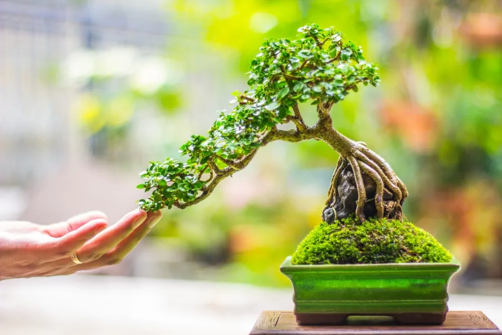 Mastering Bonsai Cultivation