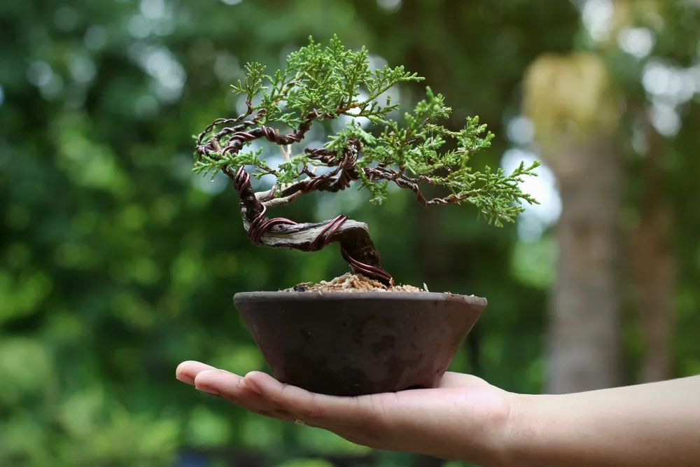 Mastering Bonsai Wiring