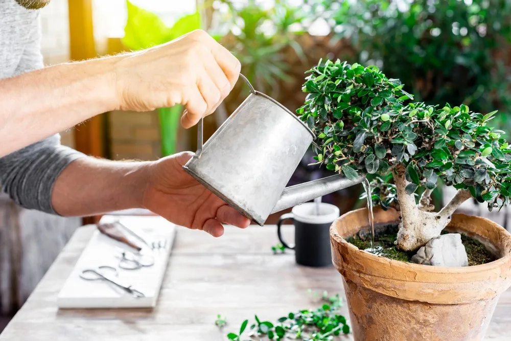 Aqua Bonsai: The Art of Watering