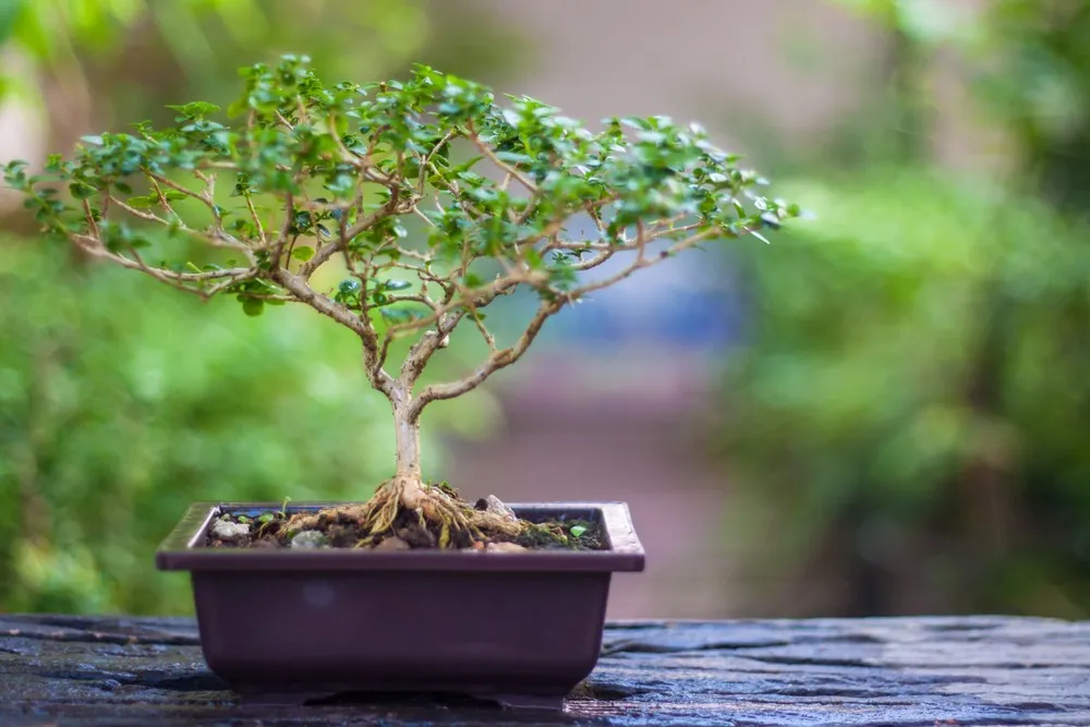 Bonsai Meets Climate Change
