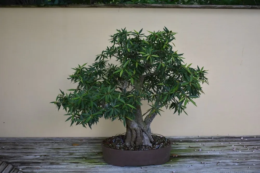 Bonsai Meets 3D Print