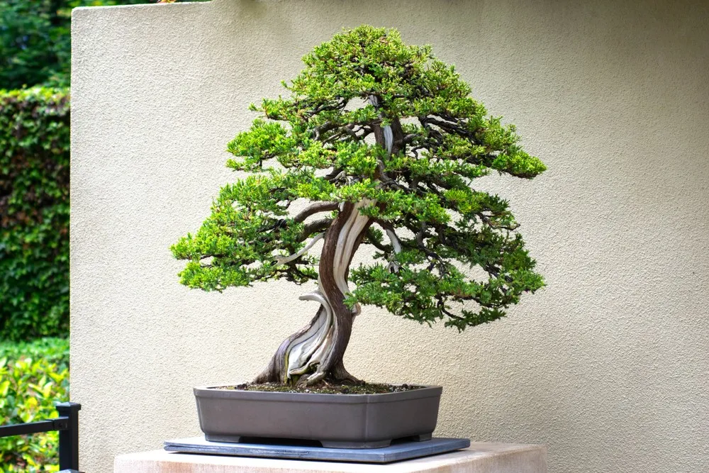 Bonsai Meets 3D Print